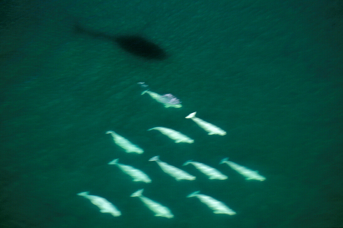 Belugawal ( Delphinapterus leucas ) Formation mit Hubschrauberschatten auf dem Wasser bei Churchill Manitoba Hudson Bay Nördliches Subarktisches Kanada