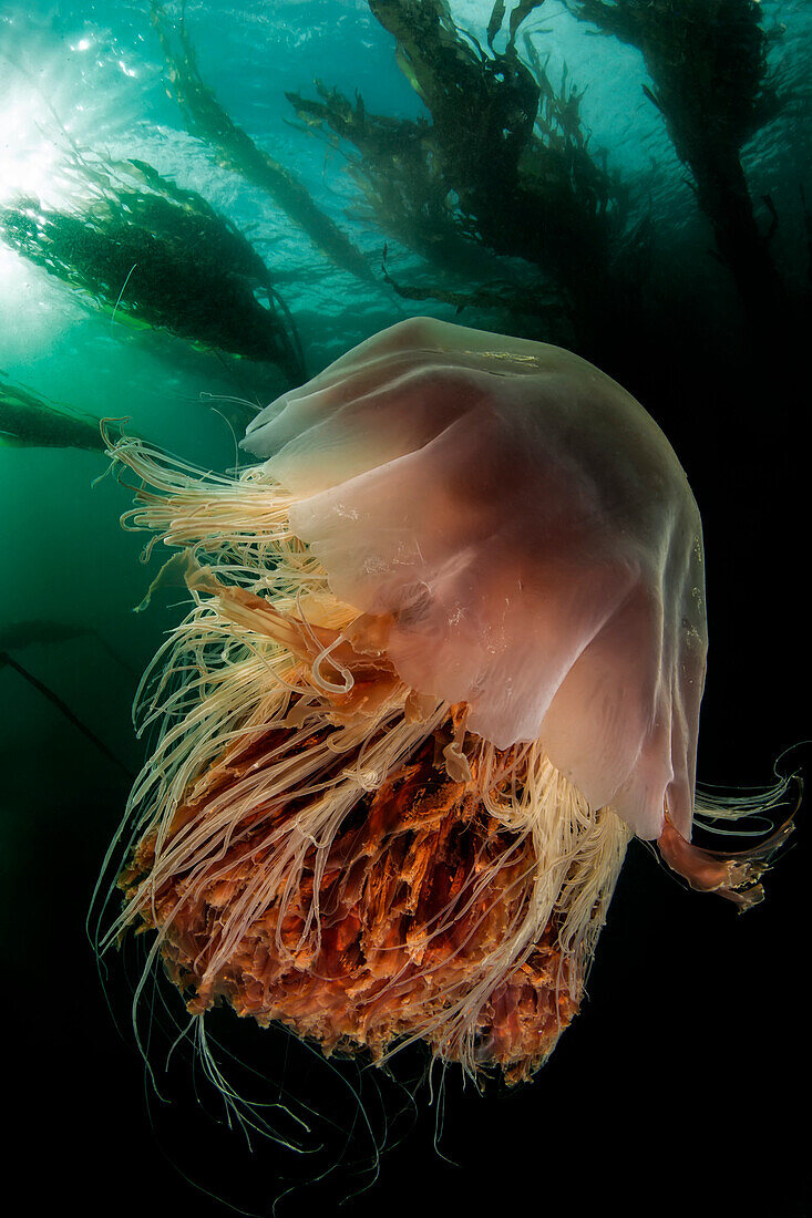 Lion's mane jellyfish (Cyanea capillata) in a kelp forest at God's Pocket Marine Park, Port Hardy, British Columbia, Canada