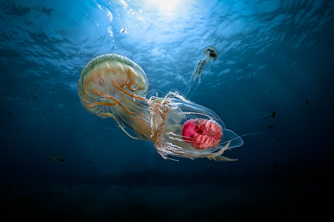A common mediterranean jellyfish (Pelagia noctiluca) feasting on another mediterranean jellyfish (Neoturris pileata), rarely seen in shallow waters. This picture was taken during special event occurred on April 2019 in the Strait of Messina, when special conditions of weather, sea currents and moon phases brought close to surface a lot of pelagic subjects, including a few usually living very deep.