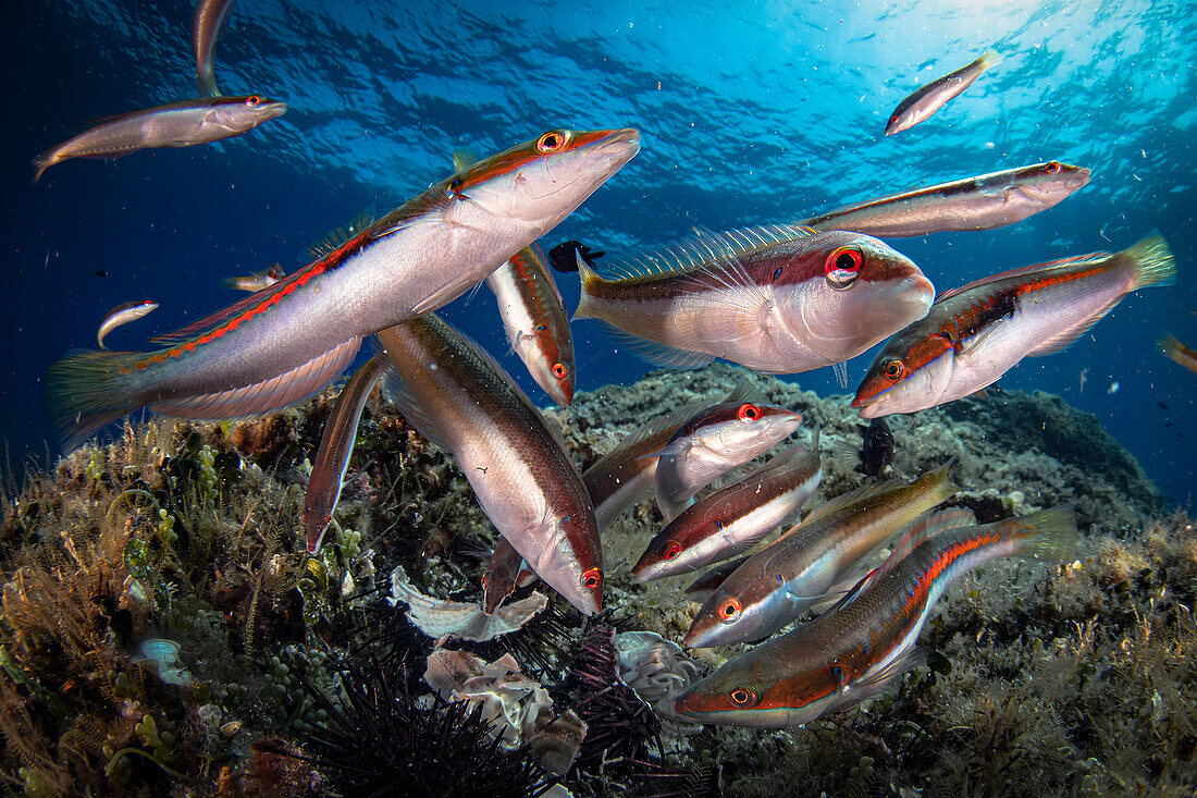 Eine Gruppe von Jungfischen frisst die Reste von Seeigeln, die von den in der Bucht einer kleinen Mittelmeerinsel verankerten Booten ins Wasser geworfen werden, Italien