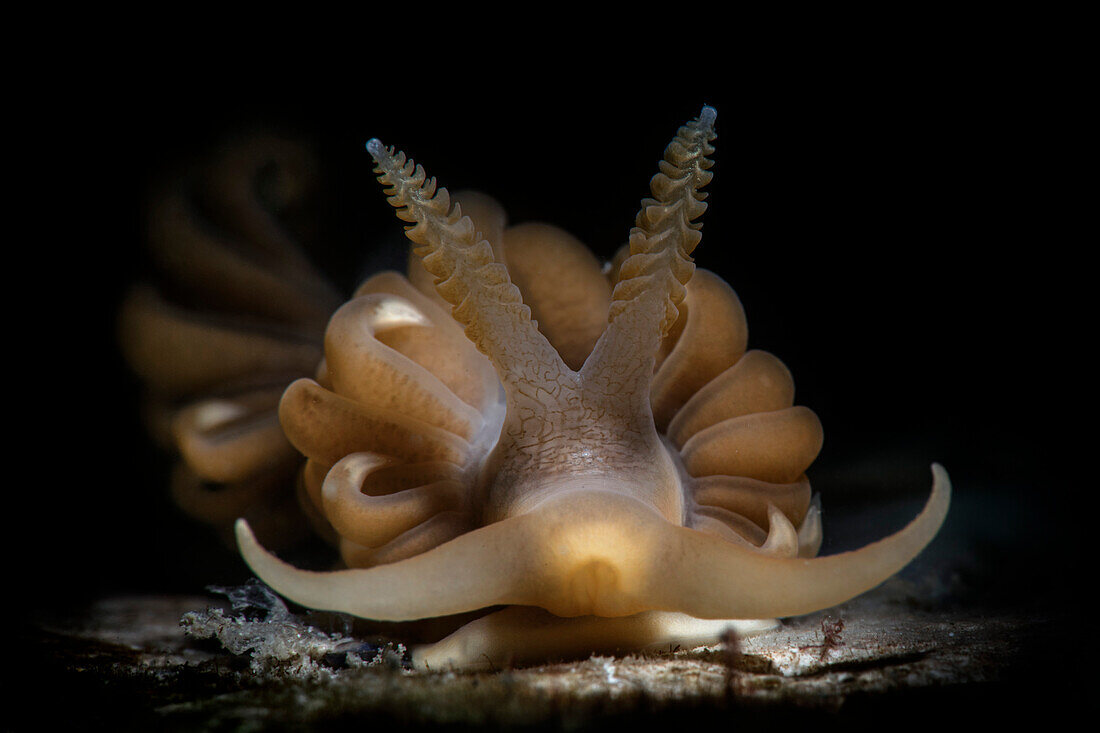 Eine schöne mediterrane Nacktschnecke (Spurilla neapolitana). Dieses Bild ist Teil einer Arbeit, die vor einigen Jahren begonnen wurde, um einen besonderen italienischen Ort, Numana, an der Adria vorzustellen, wo sehr spezifische geografische Bedingungen diesen Ort zu einem Reich für Unterwasser-Makro-Motive machen, ähnlich wie die Philippinen oder Indonesien.