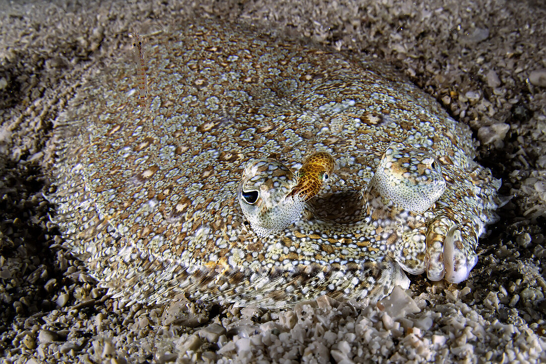 Ein waghalsiger, sehr kleiner Tintenfisch (Sepiola sp.) schlüpft durch das Maul einer großen Seezunge (Solea solea), Italien