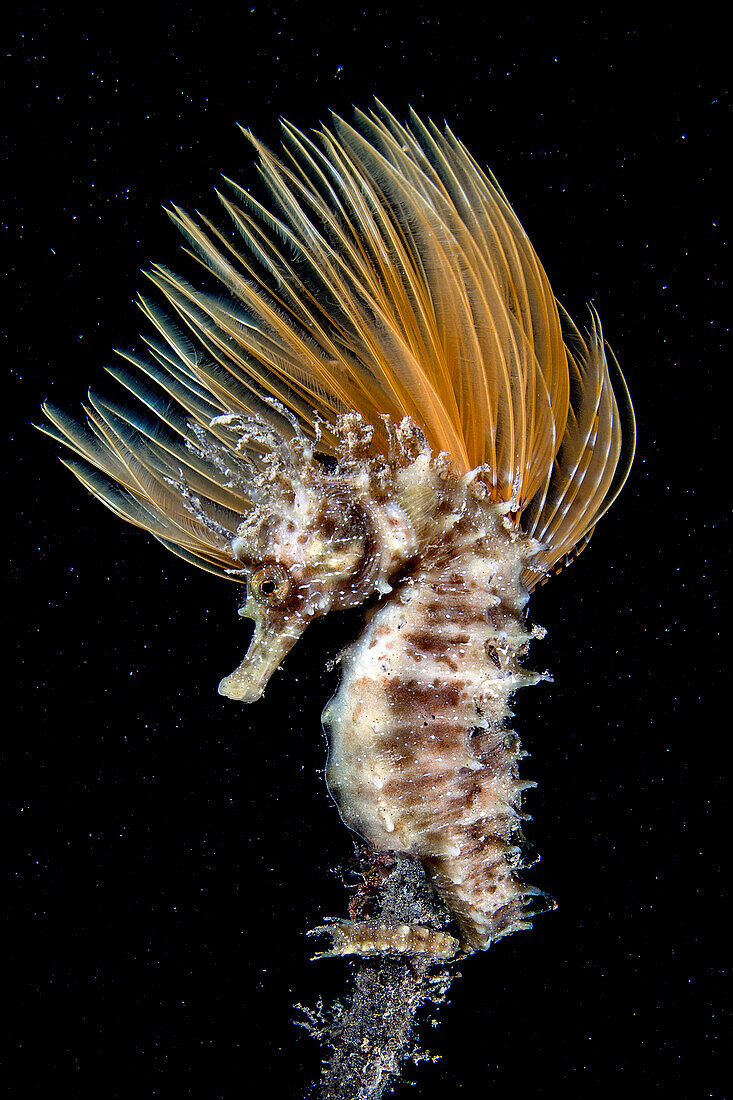 Ein mediterranes Seepferdchen (Hippocampus guttulatus) ruht sich nachts auf einem Fächerwurm (Sabella spallanzanii) aus.