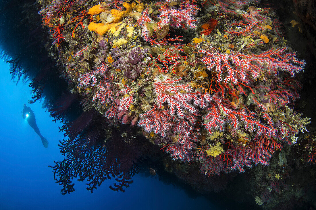 Taucher und der wunderschöne "Scoglio del Corallo" am Vorgebirge des Argentario (Grosseto), Italien