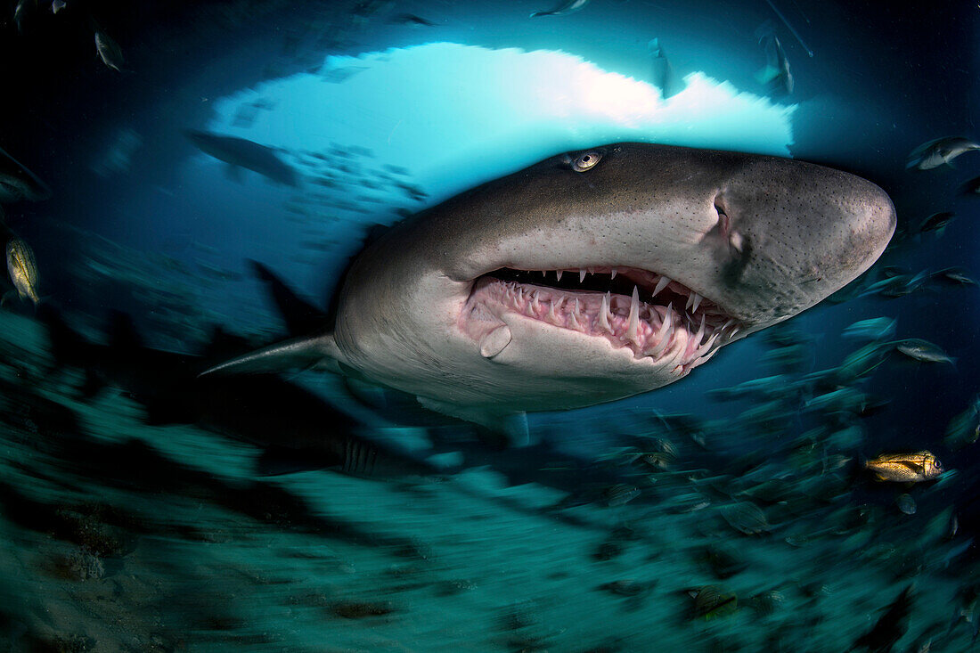 A sand tiger shark (Carcharias taurus) in the famous cave of Aliwal Shoal, where in the months of the South African winter these sharks meet in large numbers for mating and reproduction.