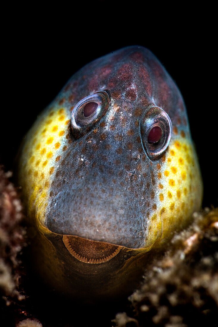 Ein wunderschöner Caneva-Schleimfisch (Lipophrys canevae) lugt aus seiner Höhle hervor