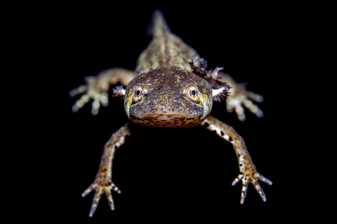 Ein italienischer Kammmolch (Triturus carnifex) schwimmt ruhig im ruhigen Wasser des Lago Nero, 1730 m über dem Meeresspiegel, nur zu Fuß erreichbar