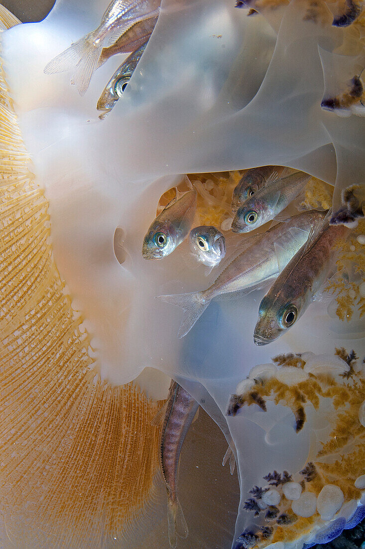 Juvenile Atlantic horse mackerel fishes (Trachurus trachurus) find refuge in the lobes of a mediterranean fried egg jellyfish (Cotylorhiza tuberculata), a typical symbiosis of our seas.