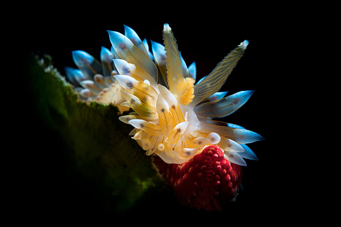 Clos up of one of the most beautiful nudibranchs in the Mediterranean, the Antiopella cristata, Italy