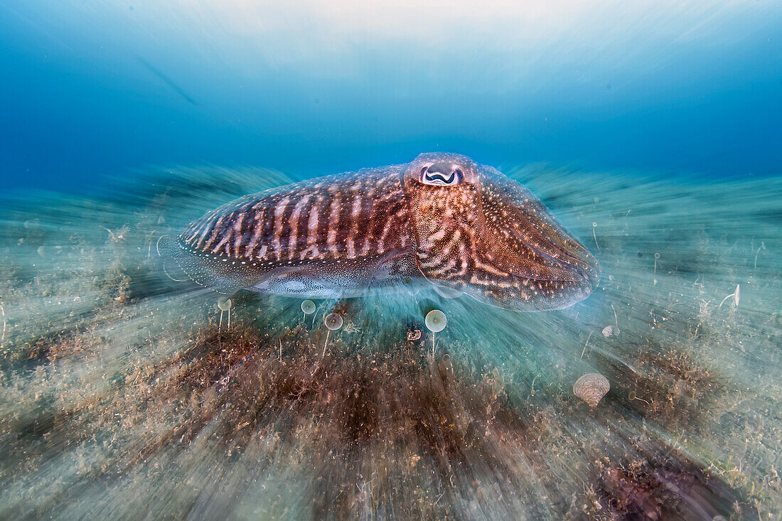 Ein gewöhnlicher Tintenfisch in einem gezoomten Porträt