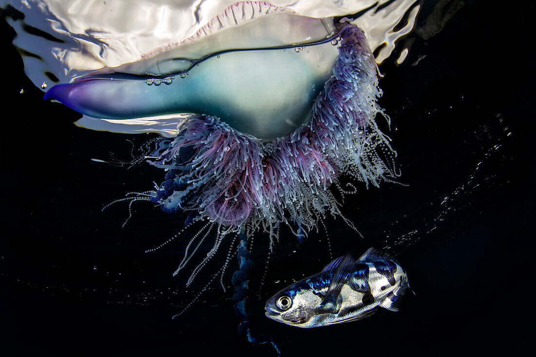 The Portuguese man o' war (Physalia physalis) with its symbiotic fish, called "pastorcillo" in Spanish (Nomeus gronovii). The Portuguese man o' war is often mistaken for a jellyfish, but it is actually a siphonophore, that is an aggregation of specialized individuals of four different types, called zooids.