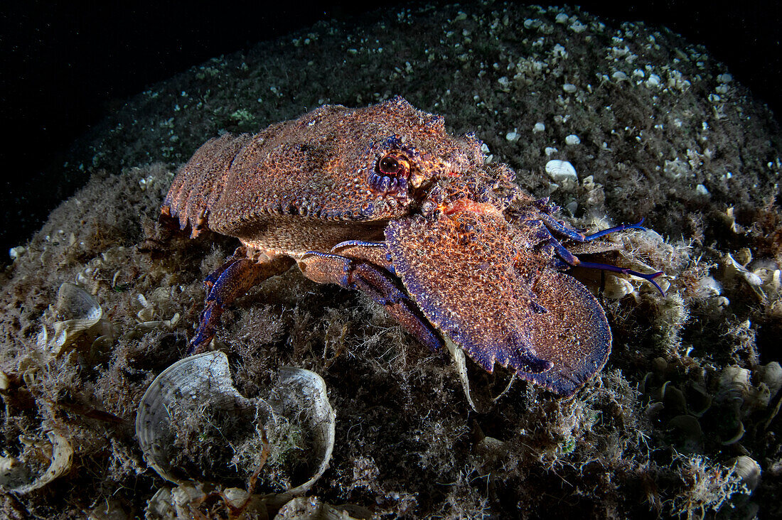 A Mediterranean slipper lobster (Scyllarides latus) during a night dive