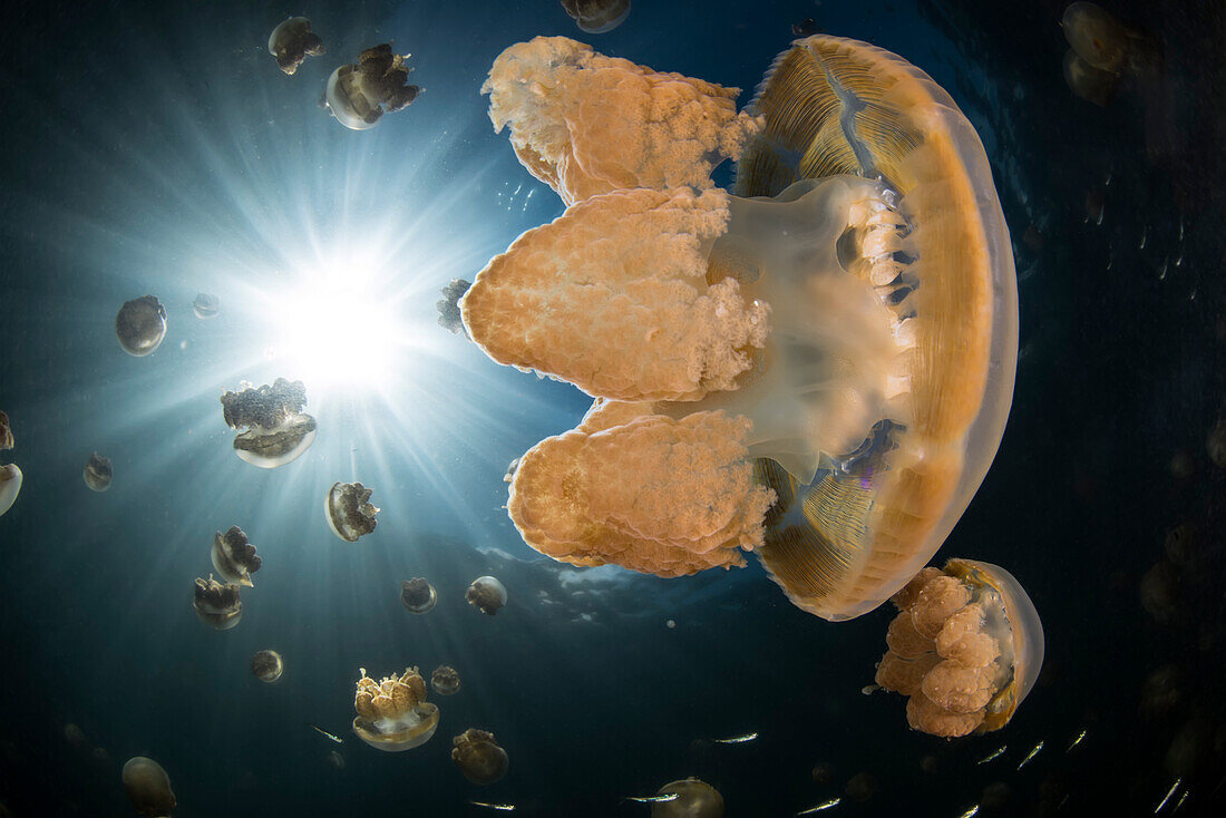 Golden jellyfish (Mastigias papua) of Jellyfish Lake, on the island of Eil Malk (Republic of Palau, Micronesia).