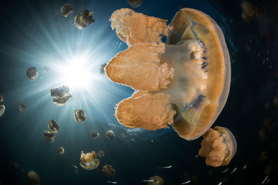 Goldene Qualle (Mastigias papua) im Jellyfish Lake auf der Insel Eil Malk (Republik Palau, Mikronesien).
