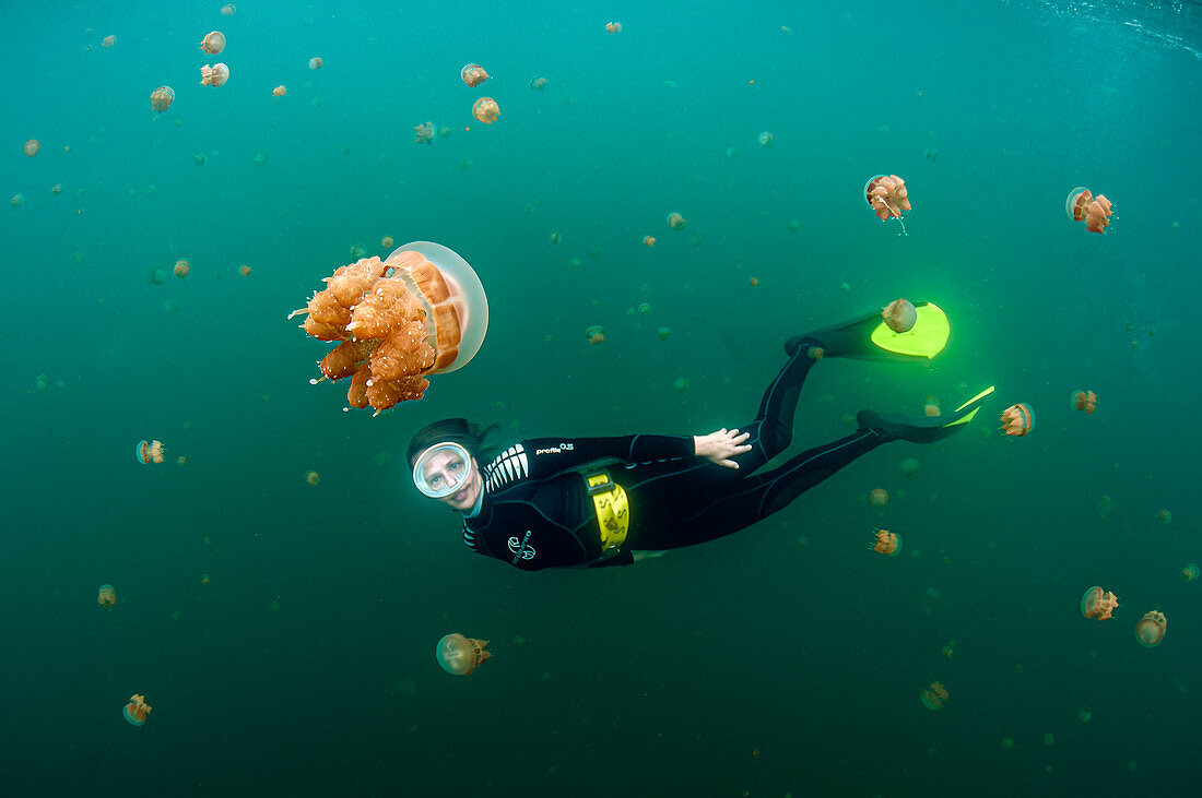 A female diver among the golden jellyfish (Mastigias papua) of Jellyfish Lake, on the island of Eil Malk (Republic of Palau, Micronesia).