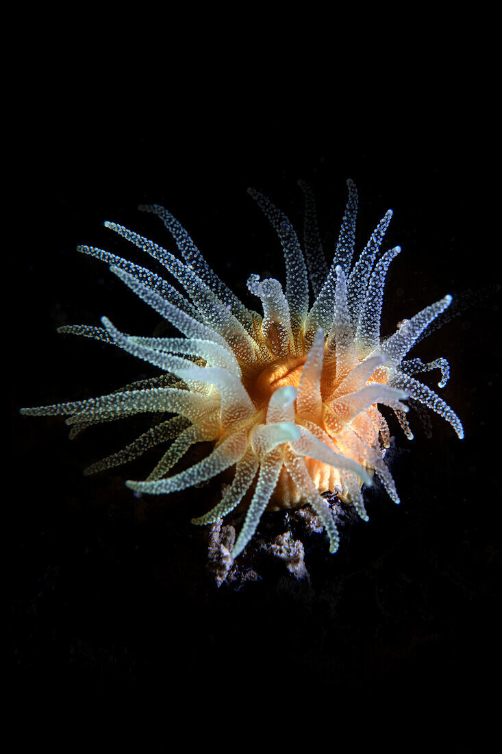 Astroides calycularis coral, Grosseto, Italy