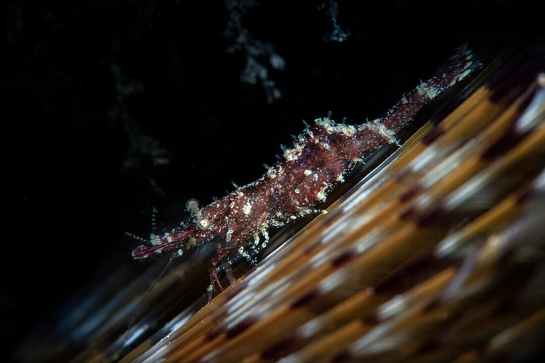 Hippolyte varians shrimp on Sabella spallanzanii fan worm, Numana, Italy