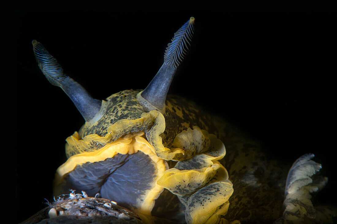 Dendrodoris limbata nudibranch, Numana, Italy