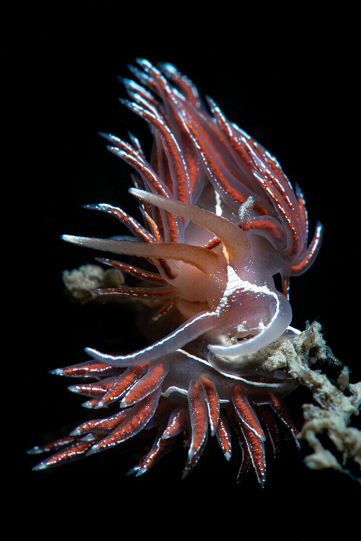 Fjordia lineata Nacktschnecke (früher Flabellina lineata), Numana, Italien