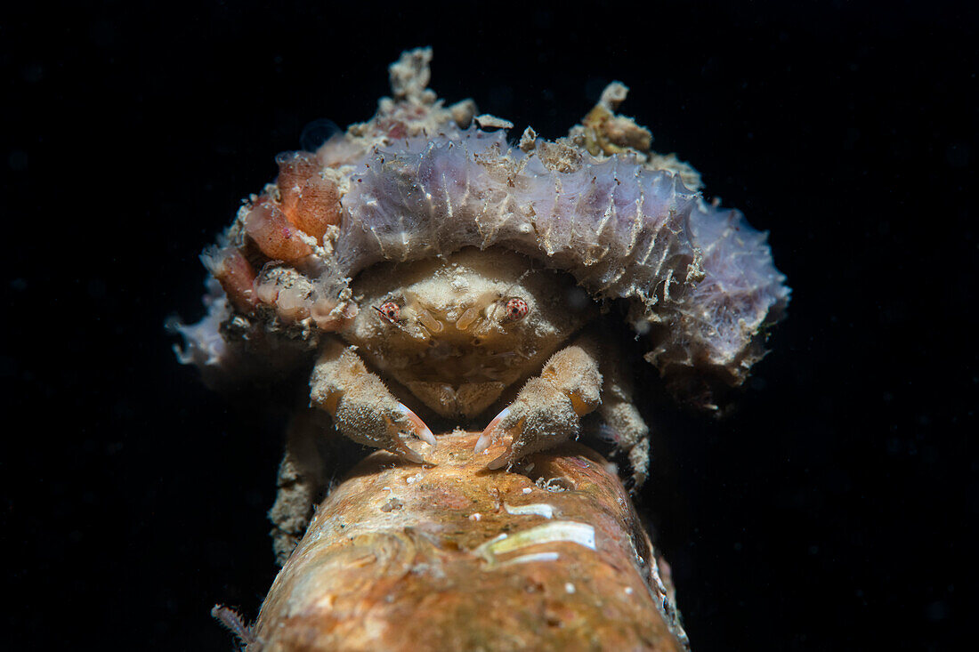 Sponge crab, Numana, Italy