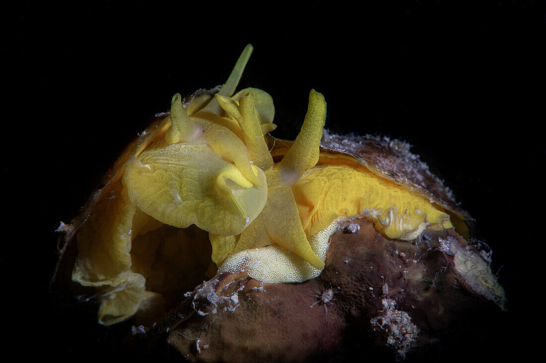 Couple of Tylodina perversa nudibranch laying eggs, Numana, Italy