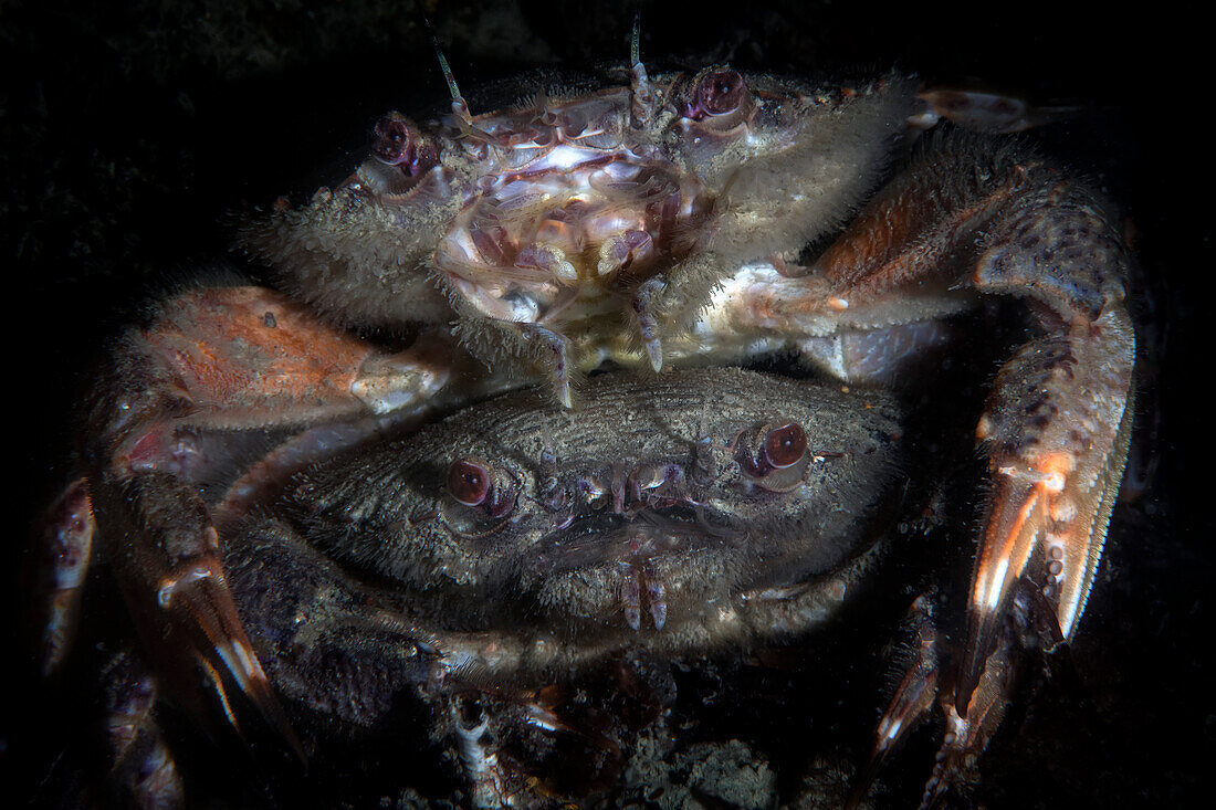 Wrinkled swimming crab couple mating, Numana, Italy