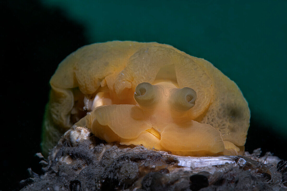 Berthellina edwardsii nudibranch, Numana, Italy