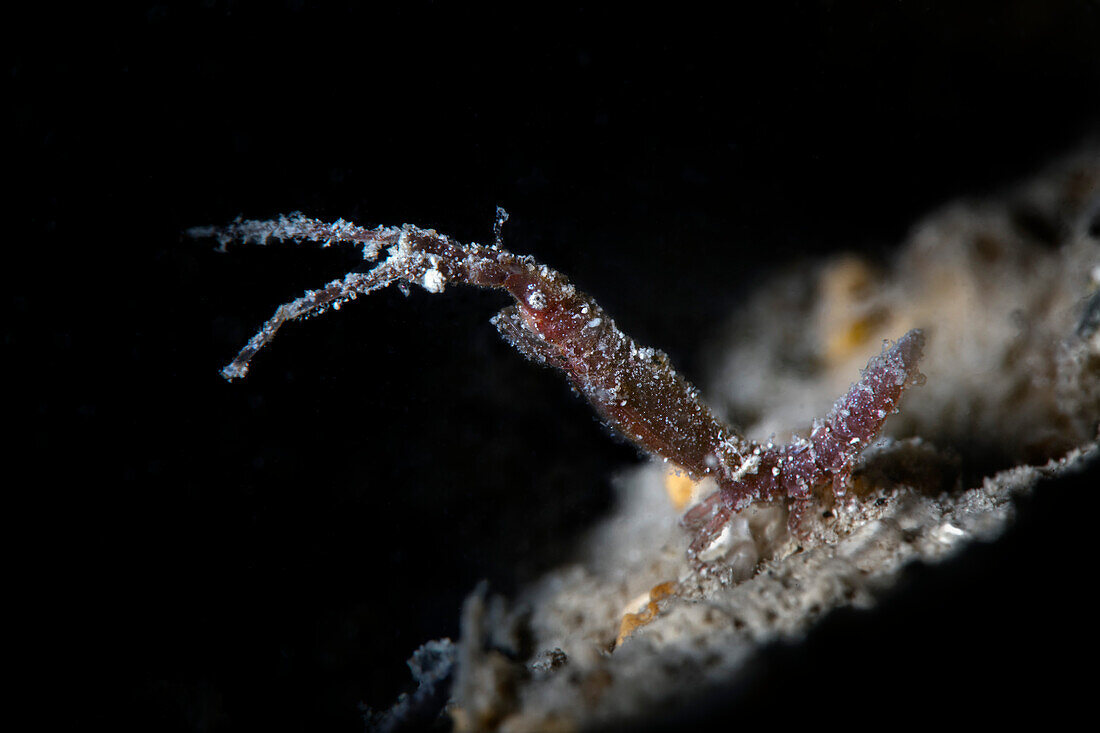 Astacilla mediterranea isopod, Numana, Italy