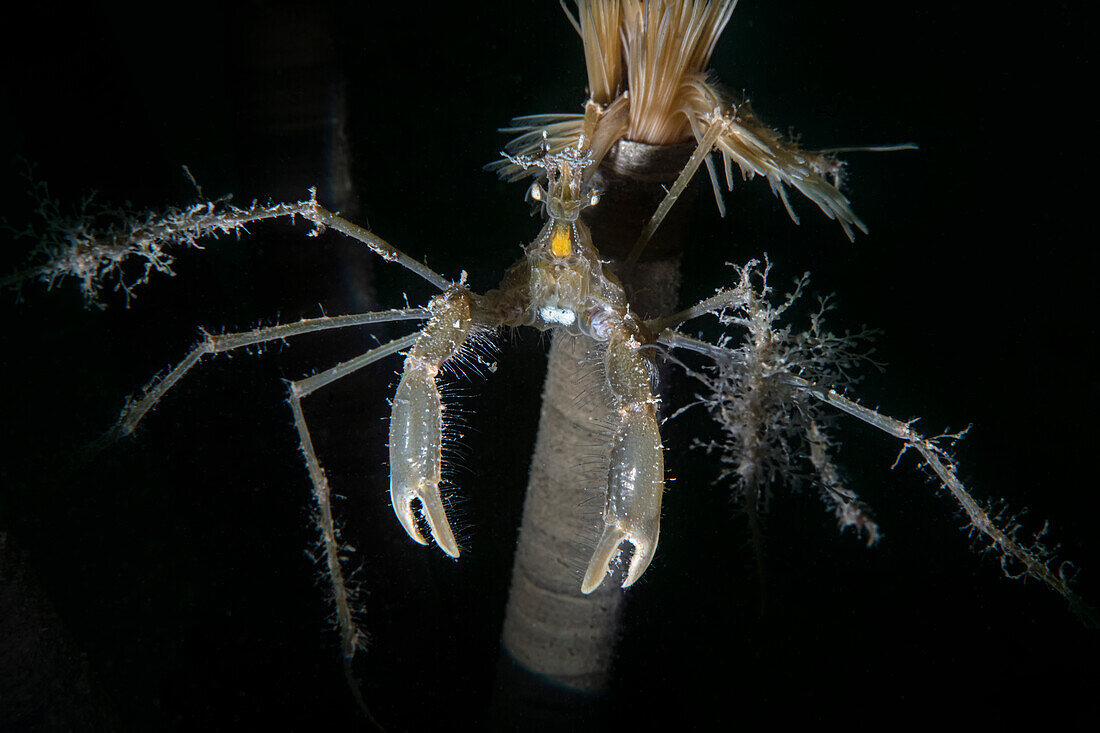 Macropodia rostrata Krabbe auf einem Sabella spallanzanii Fächerwurm, Numana, Italien