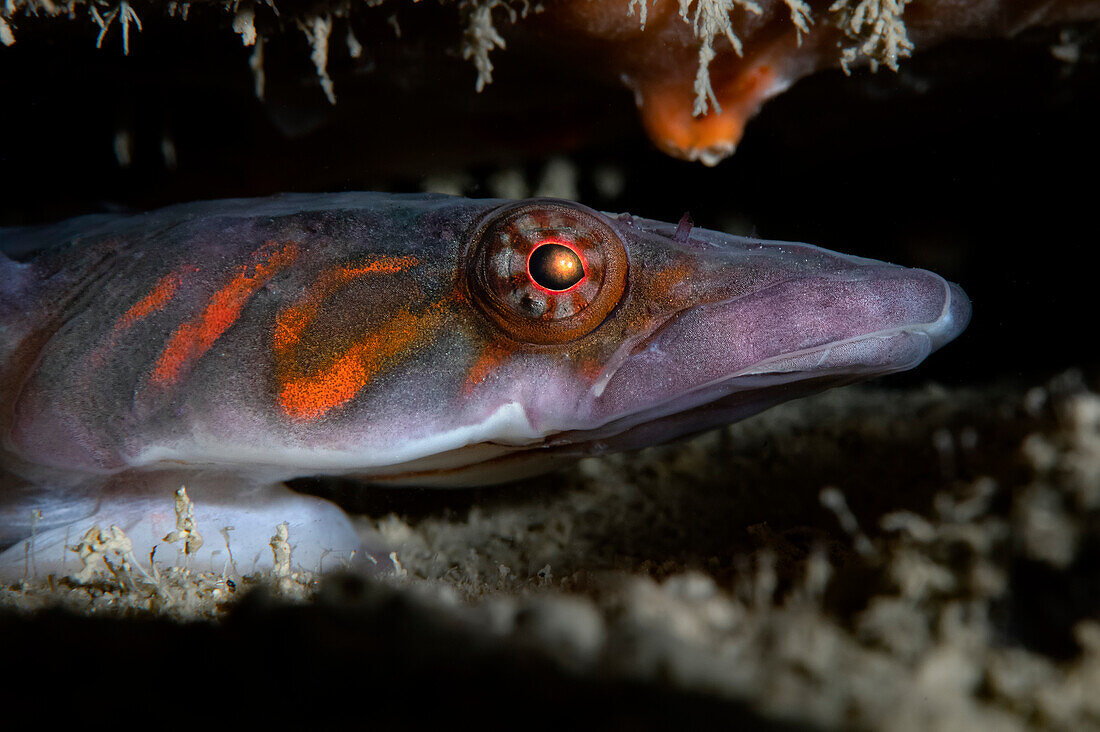 Lepadogaster candolii clingfish, Numana, Italy