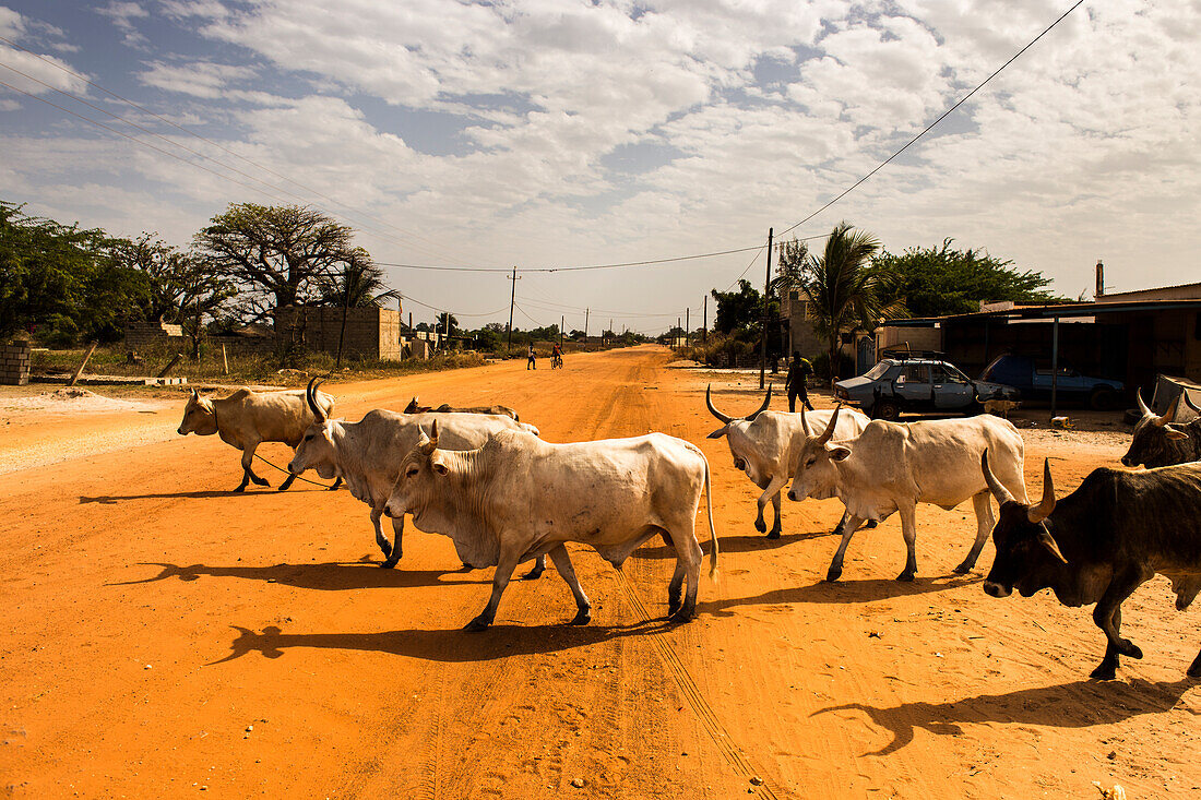 Kühe kreuzen den Weg in Palmarin