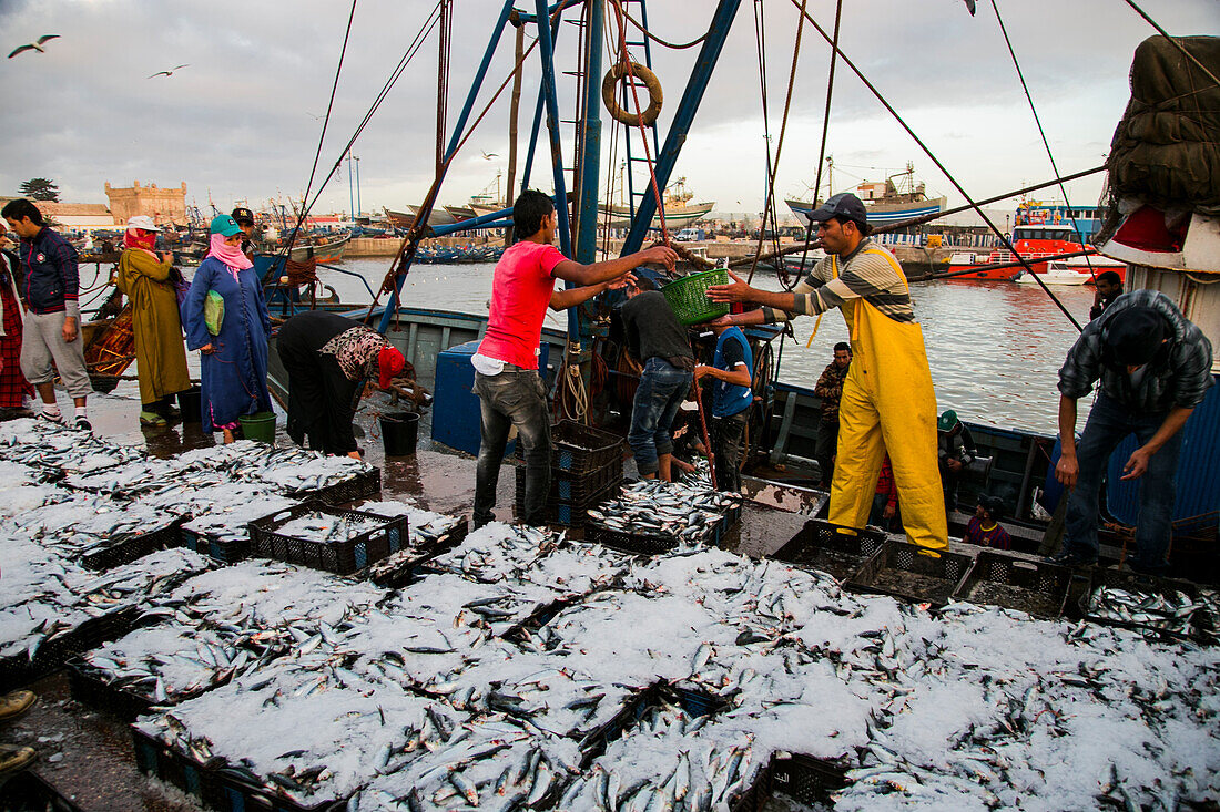 Der Hafen von Essaouira, wenn die Fischkutter am Nachmittag ankommen