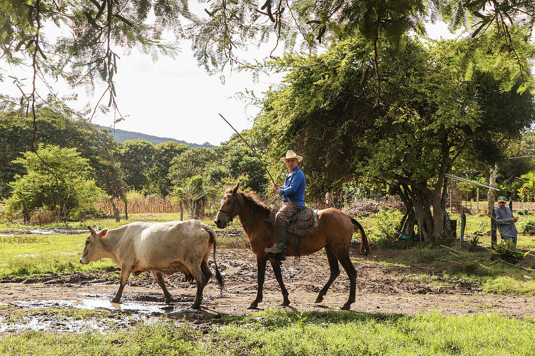 Einheimischer Bauer führt eine Kuh auf den Hof, Matagalpa, Nicaragua
