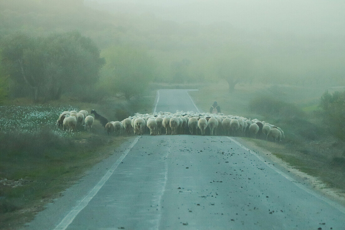 Hirte beim Überqueren der Straße mit einer Schafherde an einem nebligen Tag, Zaragoza, Aragon, Spanien