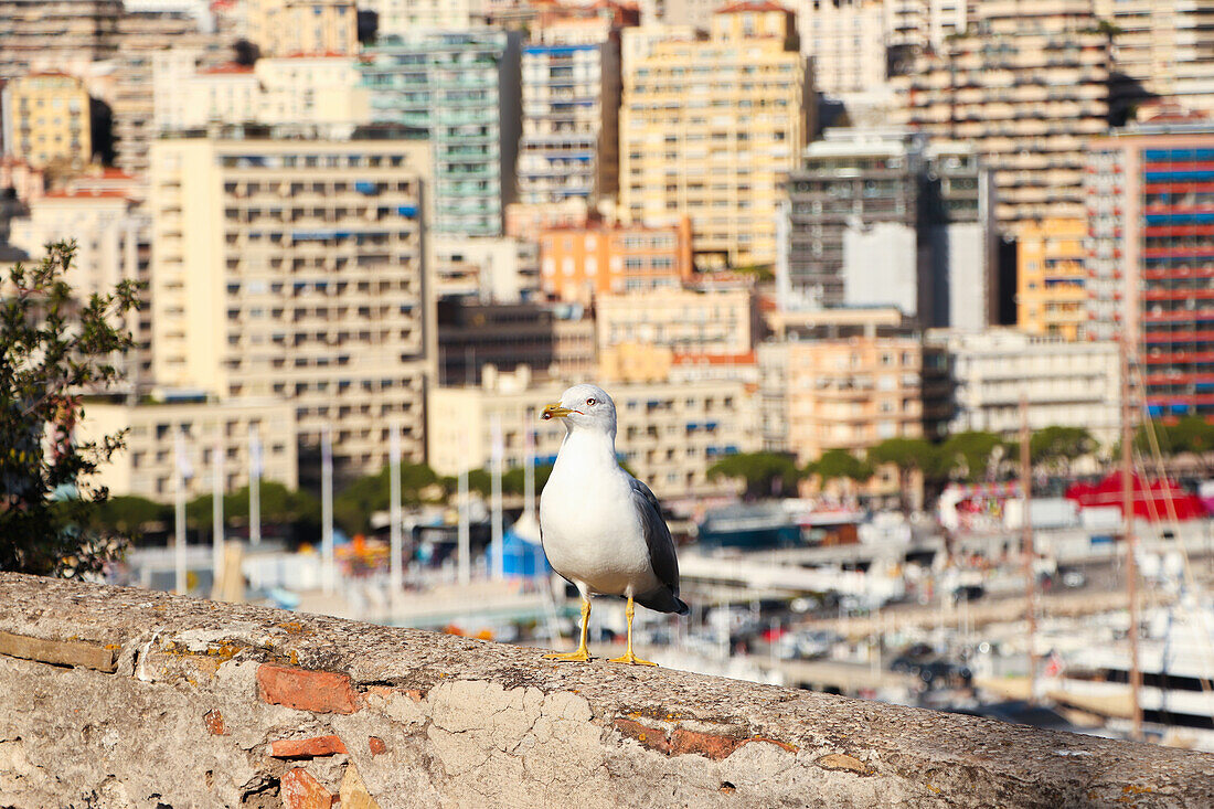 Möwe und Skyline und Hafen von Monaco im Blick