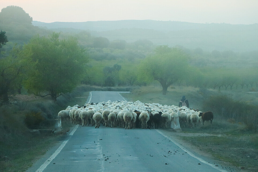 Hirte beim Überqueren der Straße mit einer Schafherde an einem nebligen Tag, Zaragoza, Aragonien, Spanien