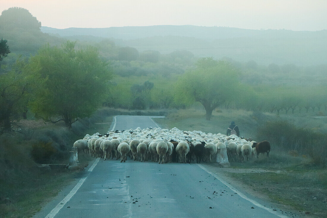 Shepherd crossing road with flock of sheep in foggy day, Zaragoza, Aragon, Spain