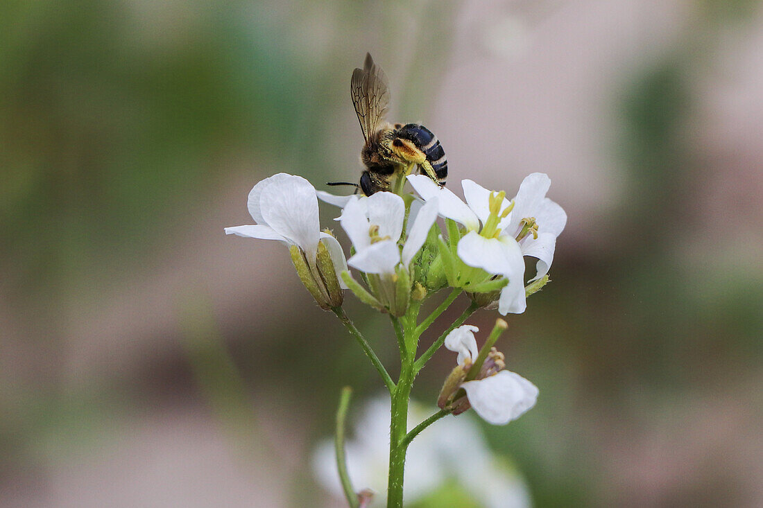 Bee on flower, Ainzon, Aragon, Spain