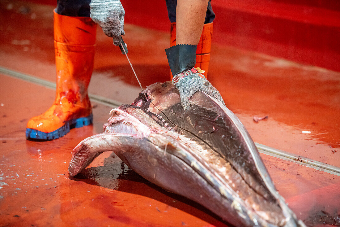 Schneiden und Vorbereiten von Fisch für den Konservierungsprozess, Fischkonservenfabrik (USISA), Isla Cristina, Spanien