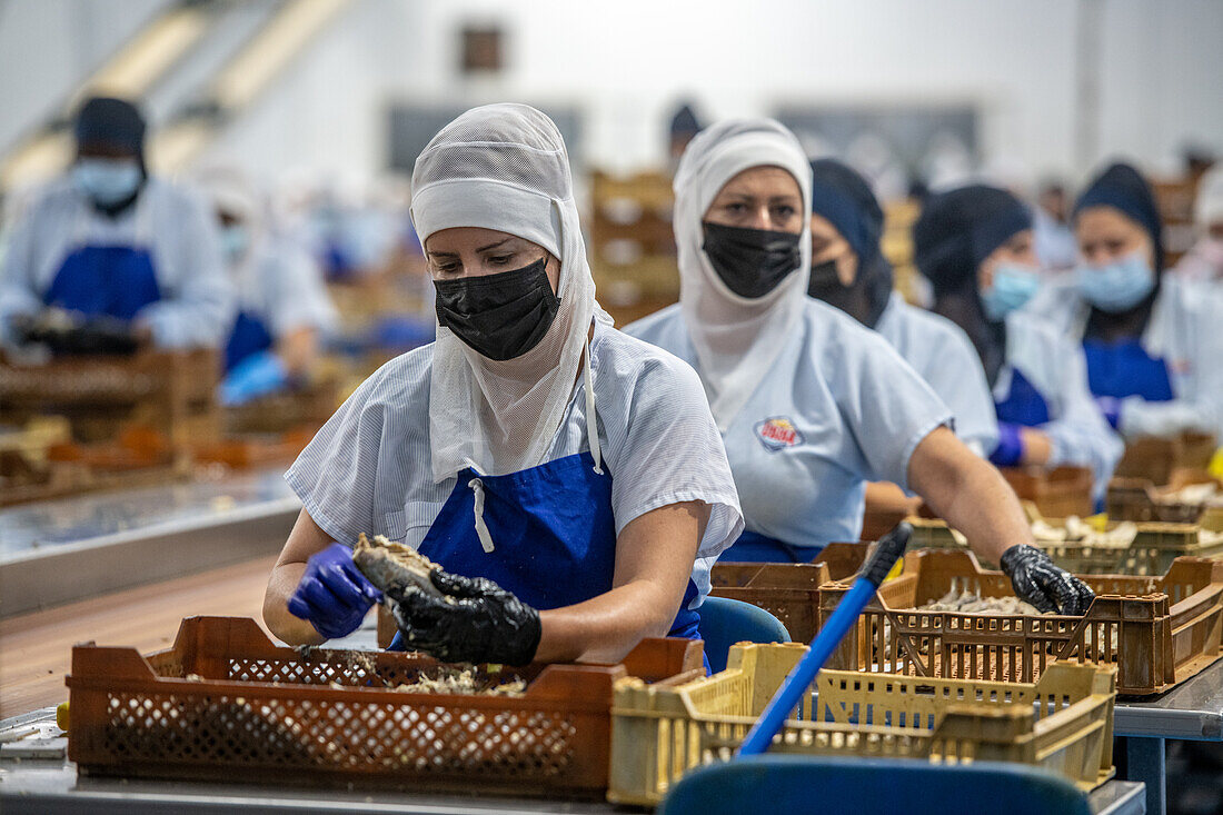 Frau am Fließband, die den Fisch von Hand säubert, bevor er in die Dose kommt, Fischkonservenfabrik (USISA), Isla Cristina, Spanien