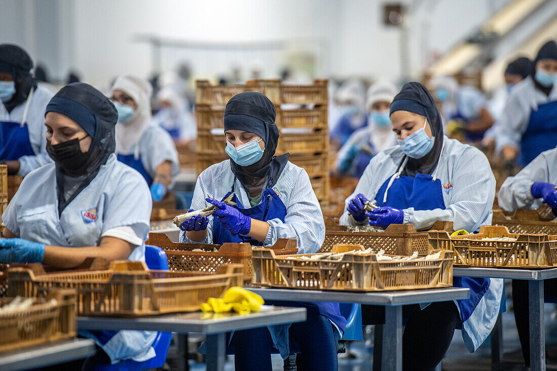 Woman working the line to clean off fish by hand before going to be canned, Fish canning factory (USISA), Isla Cristina, Spain