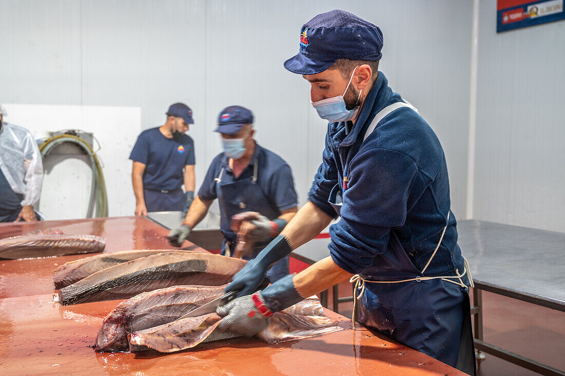 Cutting and prepping fish for canning process, Fish canning factory (USISA), Isla Cristina, Spain