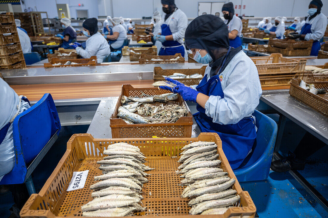 Frau an der Linie zum Säubern des Fischs von Hand, bevor er in die Dose kommt, Fischkonservenfabrik (USISA), Isla Cristina, Spanien