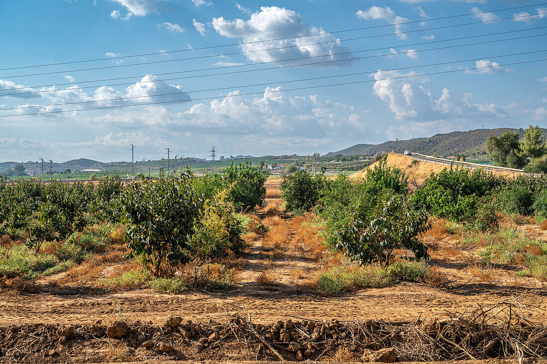 Genossenschaft für Getreide und Zitrusfrüchte, Puerto Gil, Spanien