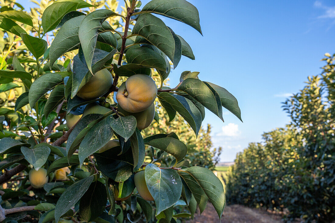 Cereal and citrus cooperative, Puerto Gil, Spain