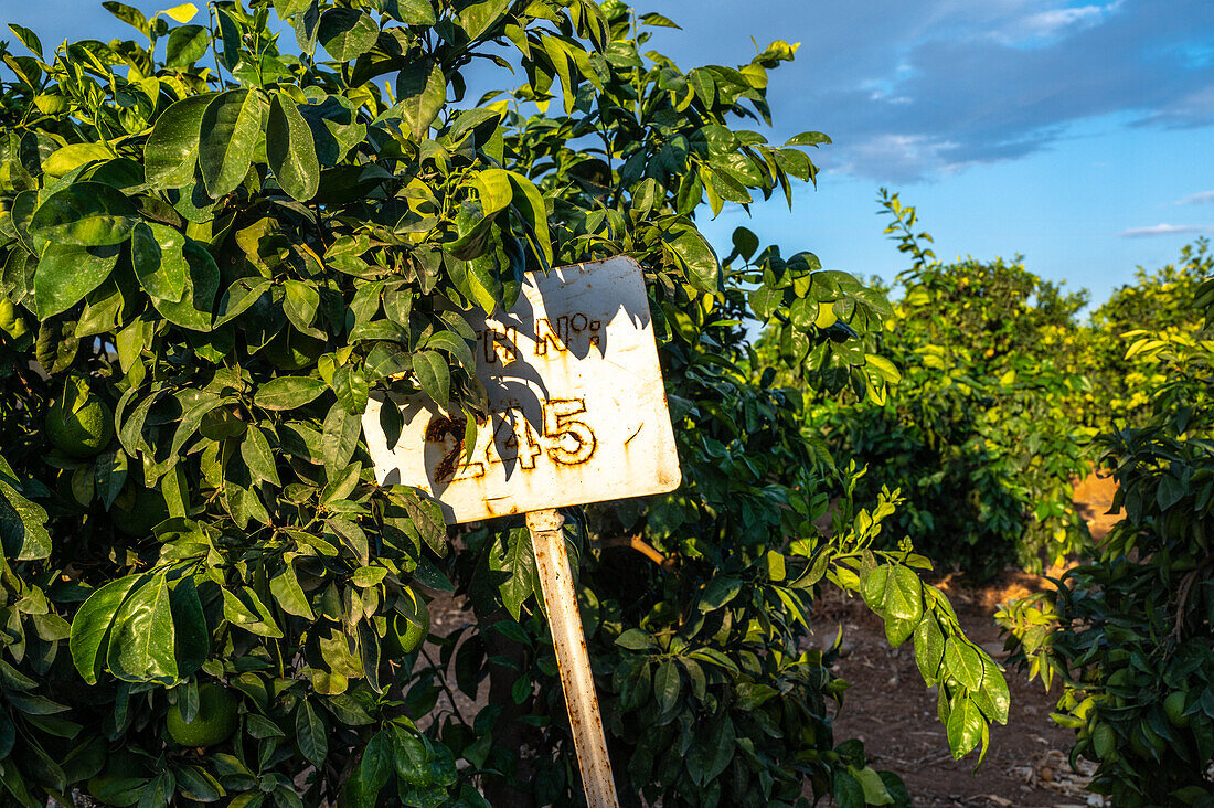 Cereal and citrus cooperative, Puerto Gil, Spain