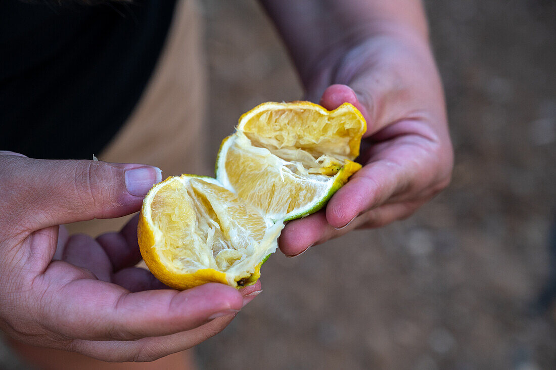 Cereal and citrus cooperative, Puerto Gil, Spain