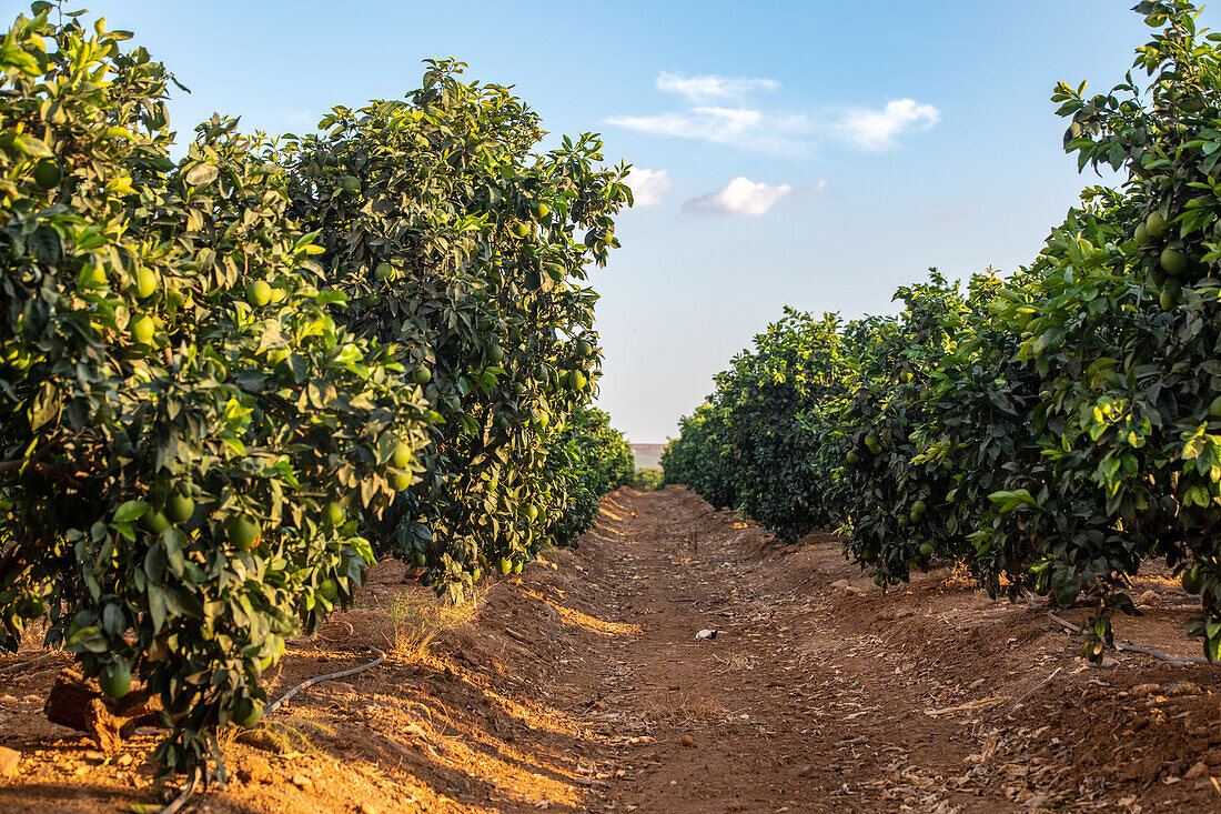 Cereal and citrus cooperative, Puerto Gil, Spain