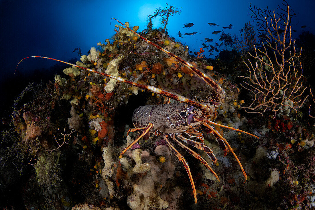 Lobster hiding in a small cave, Grosseto, Italy