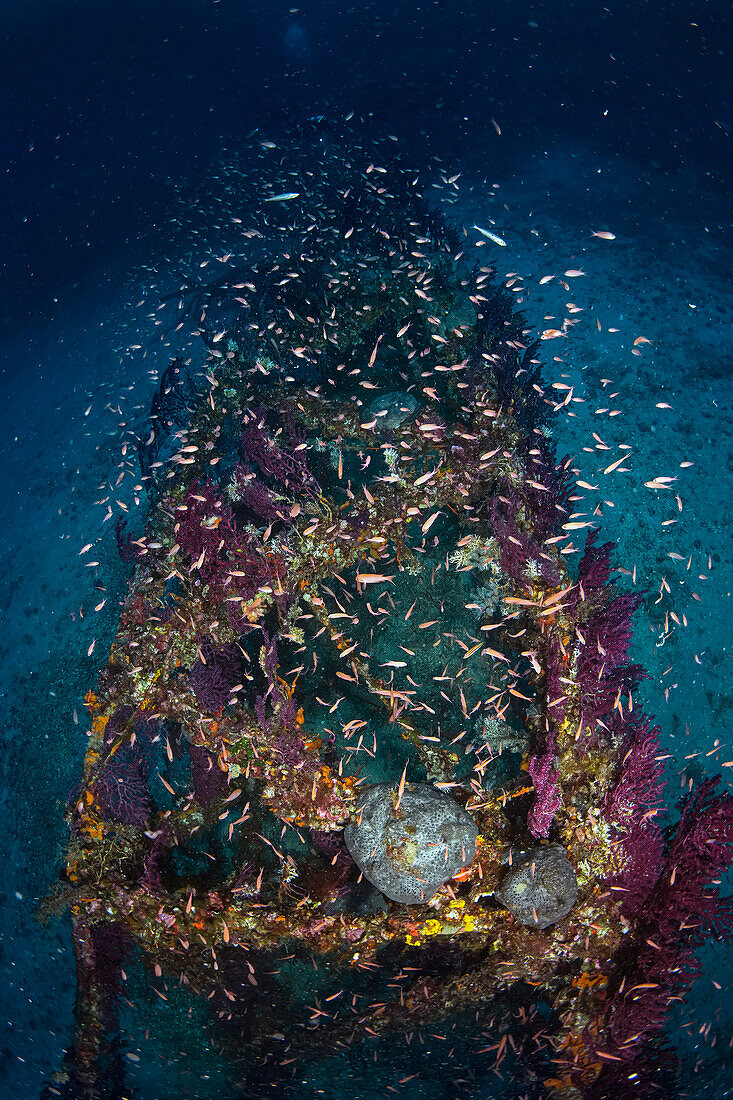 Blick von oben auf ein Unterwasserspalier auf der Insel Capri